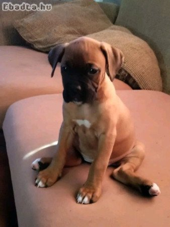 Boxer puppy
