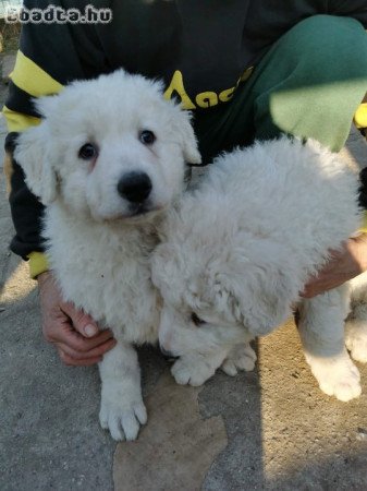 Kuvasz kiskutyák megbízható gazdát keresnek