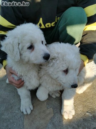 Kuvasz kiskutyák megbízható gazdát keresnek