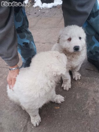 Kuvasz kiskutyák megbízható gazdát keresnek