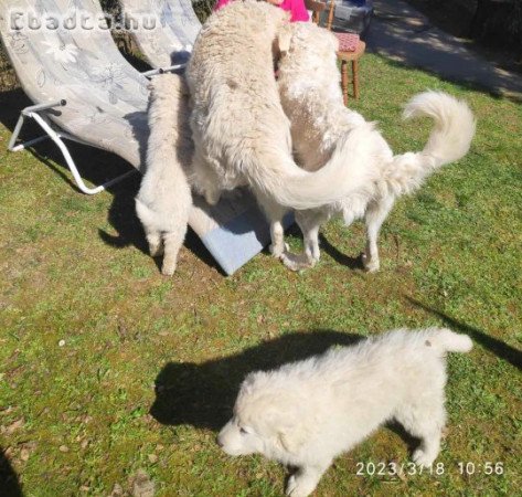 Kuvasz kölyök Pécs