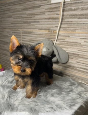 Yorkshire terrier