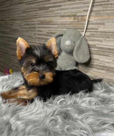 Yorkshire terrier