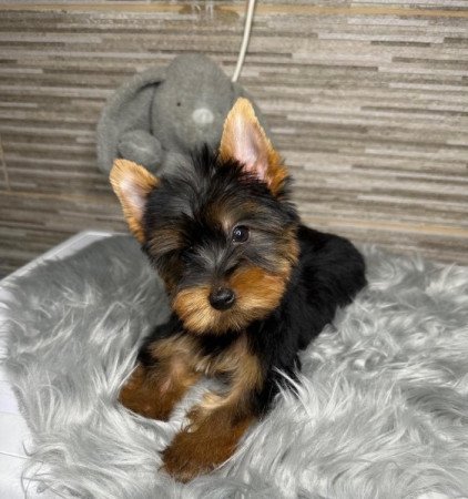 Yorkshire terrier