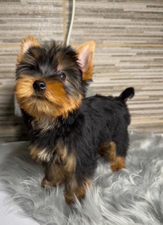 Yorkshire terrier