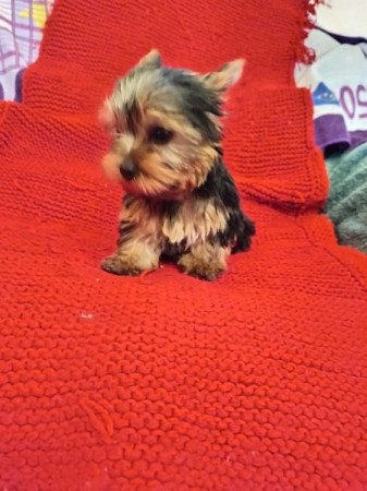 Yorkshire terrier