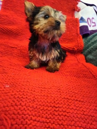Yorkshire terrier
