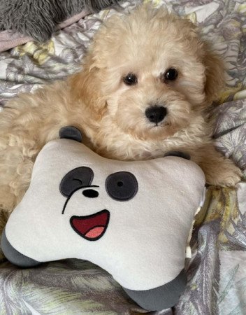 Maltipoo