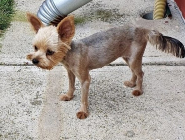 Yorkshire terrier