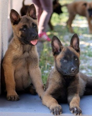 Malinois belga juhász