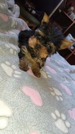 Yorkshire terrier