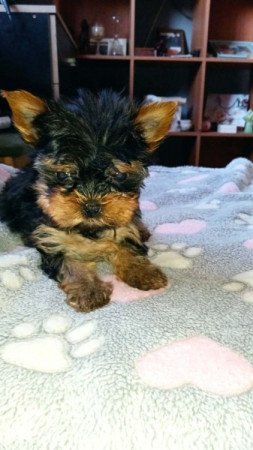 Yorkshire terrier