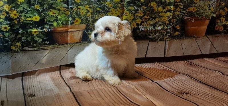 Bichon Havanese