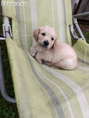 Golden Retriever kölykök