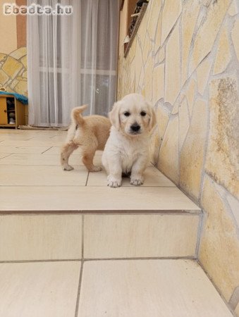 Golden Retriever kölykök