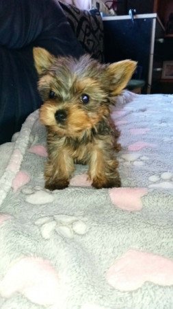 Yorkshire terrier