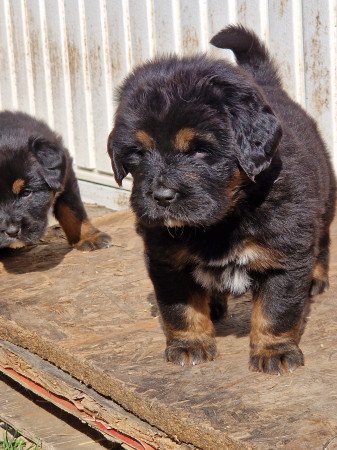 Tibeti masztiff kiskutya elado