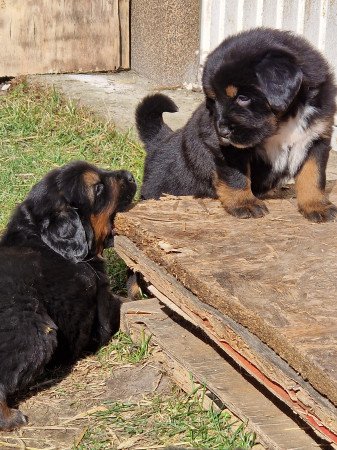 Tibeti masztiff kiskutya elado