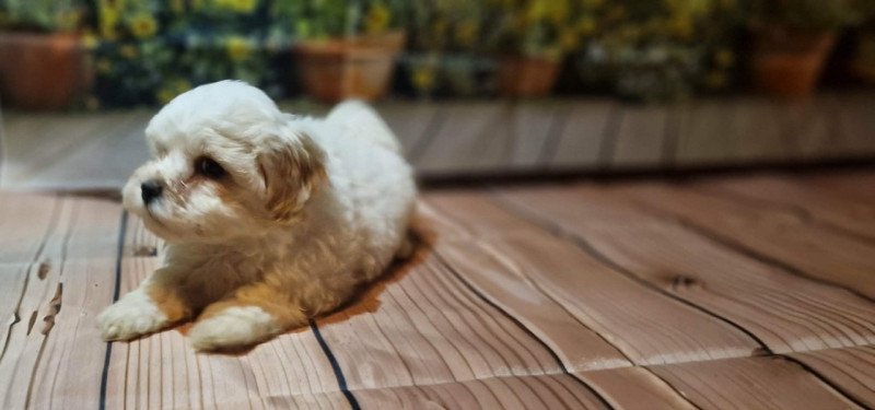 Bichon Havanese