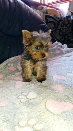 Yorkshire terrier