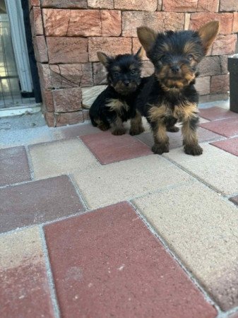 Yorkshire terrier