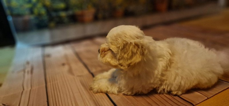 Bichon Havanese