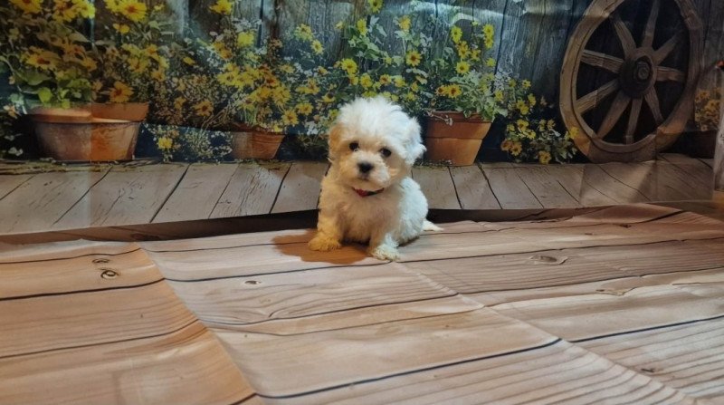 Bichon Havanese