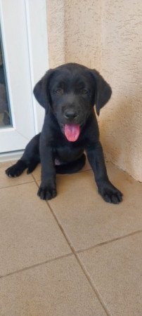 Labrador