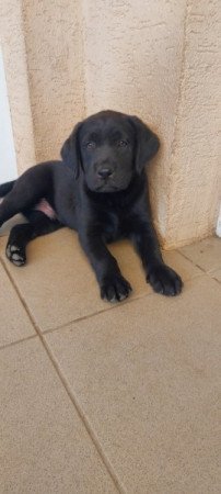 Labrador