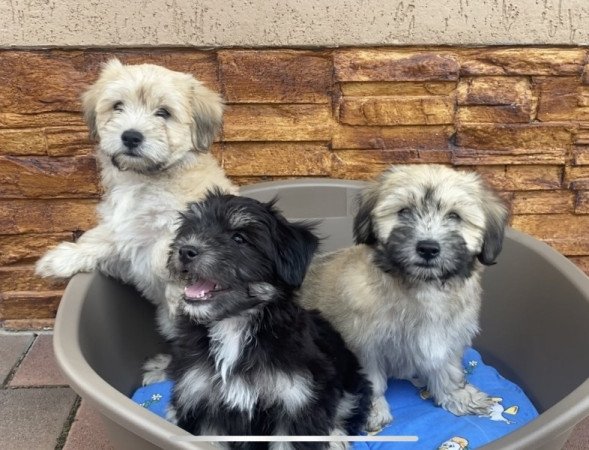 Bichon Havanese