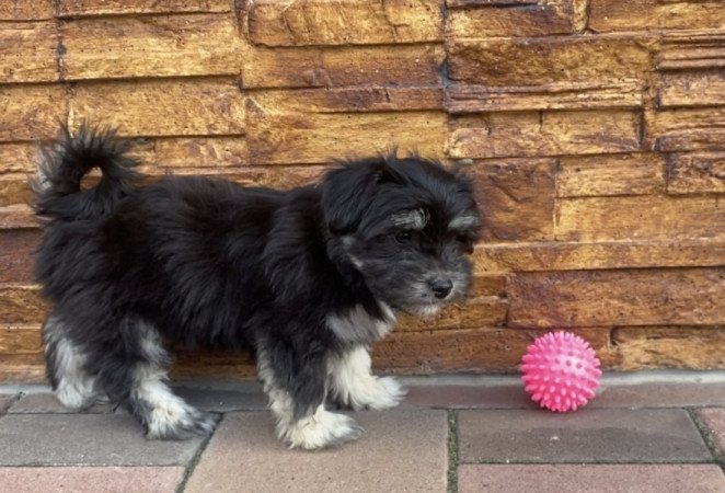 Bichon Havanese