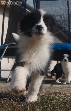 Border Collie kiskutyák