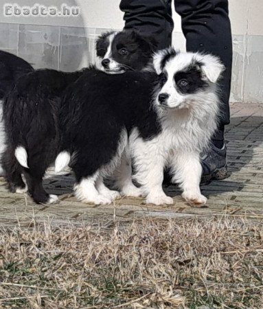 Border Collie kiskutyák