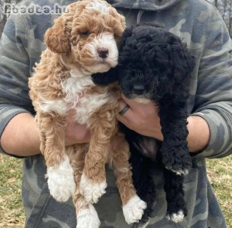 Poodle puppies for sale in Hungary/Crotia/Europe