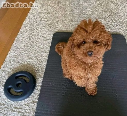 Poodle puppies for sale in Hungary/Crotia/Europe