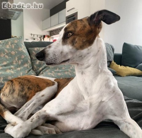 Hungarian greyhund for sale