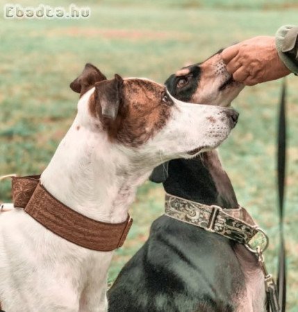 Hungarian greyhund for sale