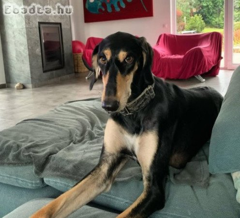 Hungarian greyhund for sale