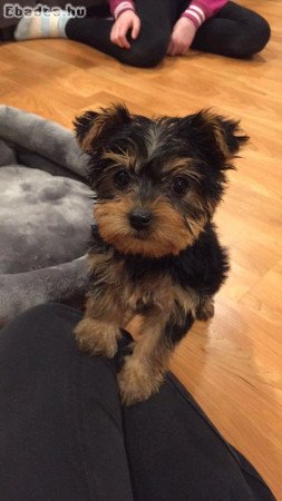 Yorkshire puppies for sale