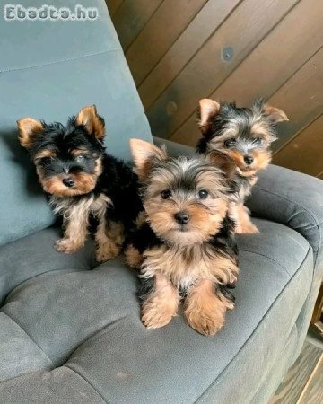 Yorkshire puppies for sale