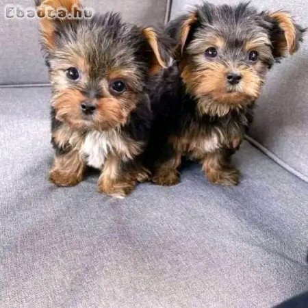 Yorkshire puppies for sale