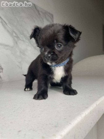 Chihuahua puppies for sale or adoption
