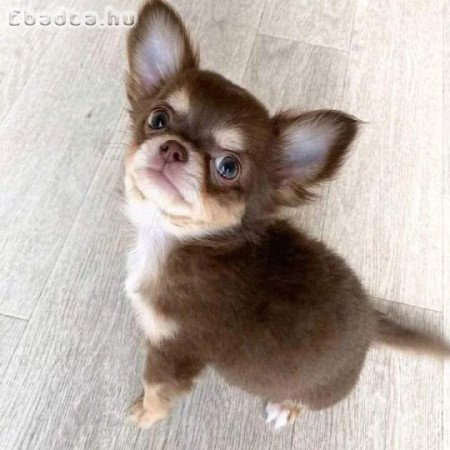 Chihuahua puppies for sale or adoption