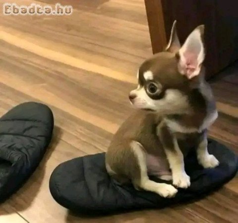 Chihuahua puppies for sale or adoption