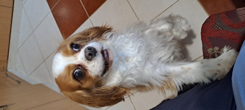 Cavalier King Charles spániel