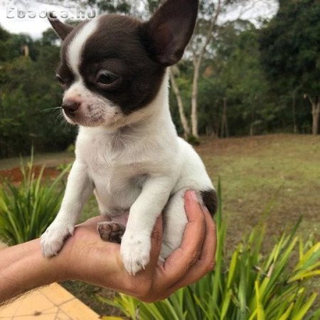 Pure breed chihuahua puppies for sale