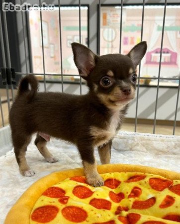 Pure breed chihuahua puppies for sale