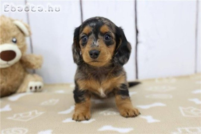 Pure miniature dachshund puppies looking for homes