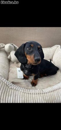 Pure miniature dachshund puppies looking for homes
