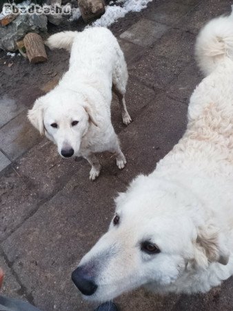 Kuvasz kiskutyák gazdát keresnek